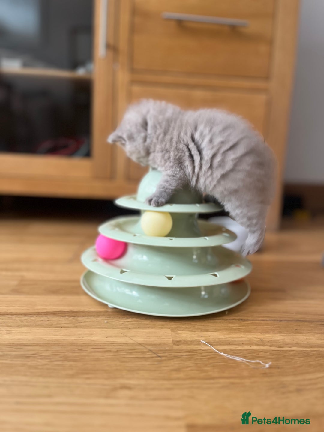 British Shorthair cats for sale: British Short Hair kittens x2 boys left  - Image 16
