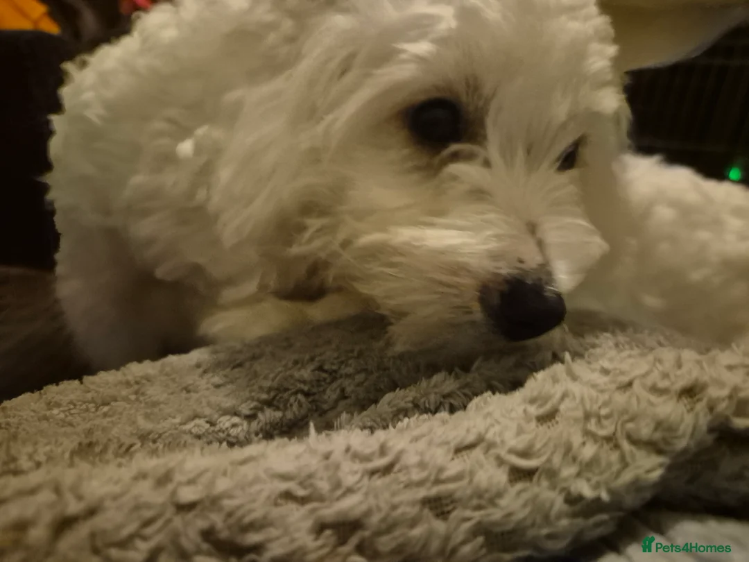 Maltipoo dogs for sale: Multipoos - Advert 3