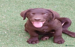 Labrador Retriever dogs for sale: **READY NOW**CHOCOLATE LAB PUPS - Image 1