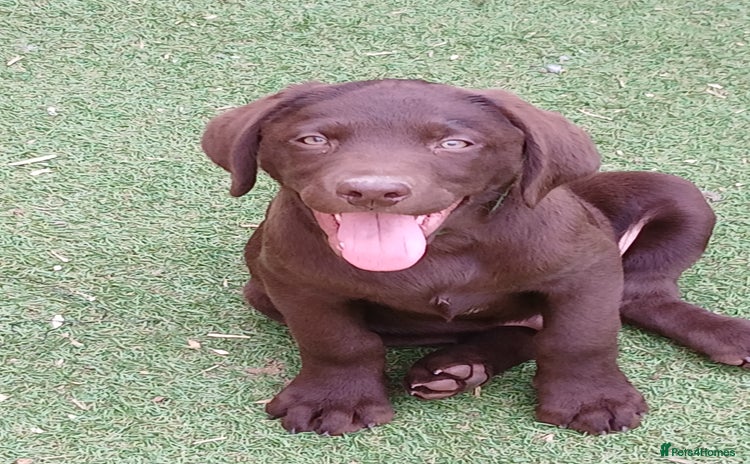 Labrador Retriever dogs - Advert 12