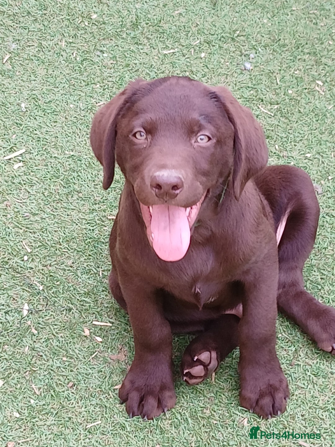 Labrador Retriever dogs for sale: **READY NOW**CHOCOLATE LAB PUPS - Image 1