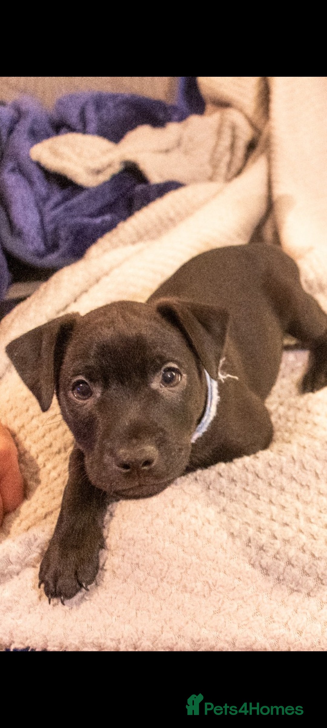 Patterdale Terrier dogs for sale: Patterdale Pups For Sale - Advert 14