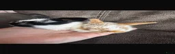 Mini Lop rabbits for sale: Two female rabbits. Age 1 in Halstead - Advert 8