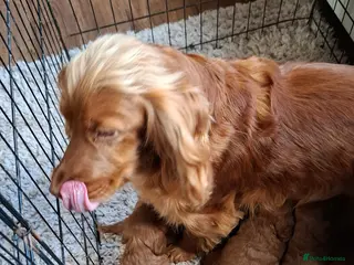 Cockapoo dogs Cockapoo pups - Advert 7