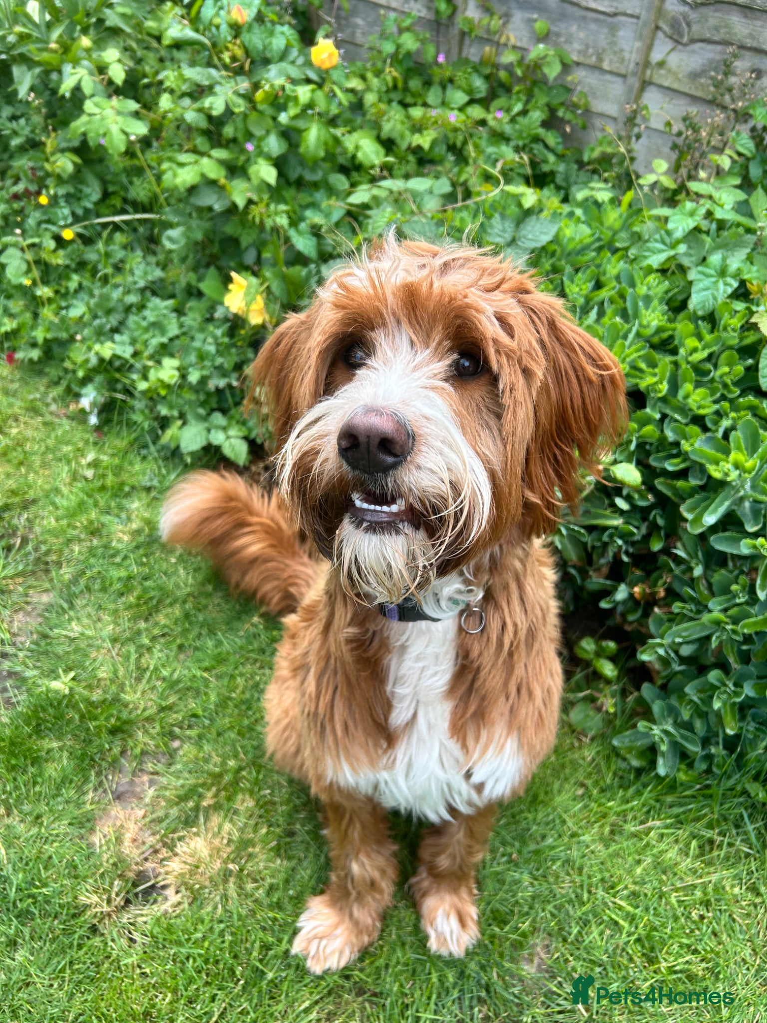 Labradoodle dogs Stunning Fox Red Labradoodle Stud - Advert 1