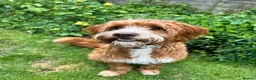 Labradoodle dogs for stud: *Health Checked* Stunning Fox Red Labradoodle Stud - Advert 2