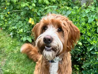 Labradoodle dogs Stunning Fox Red Labradoodle Stud - Advert 1