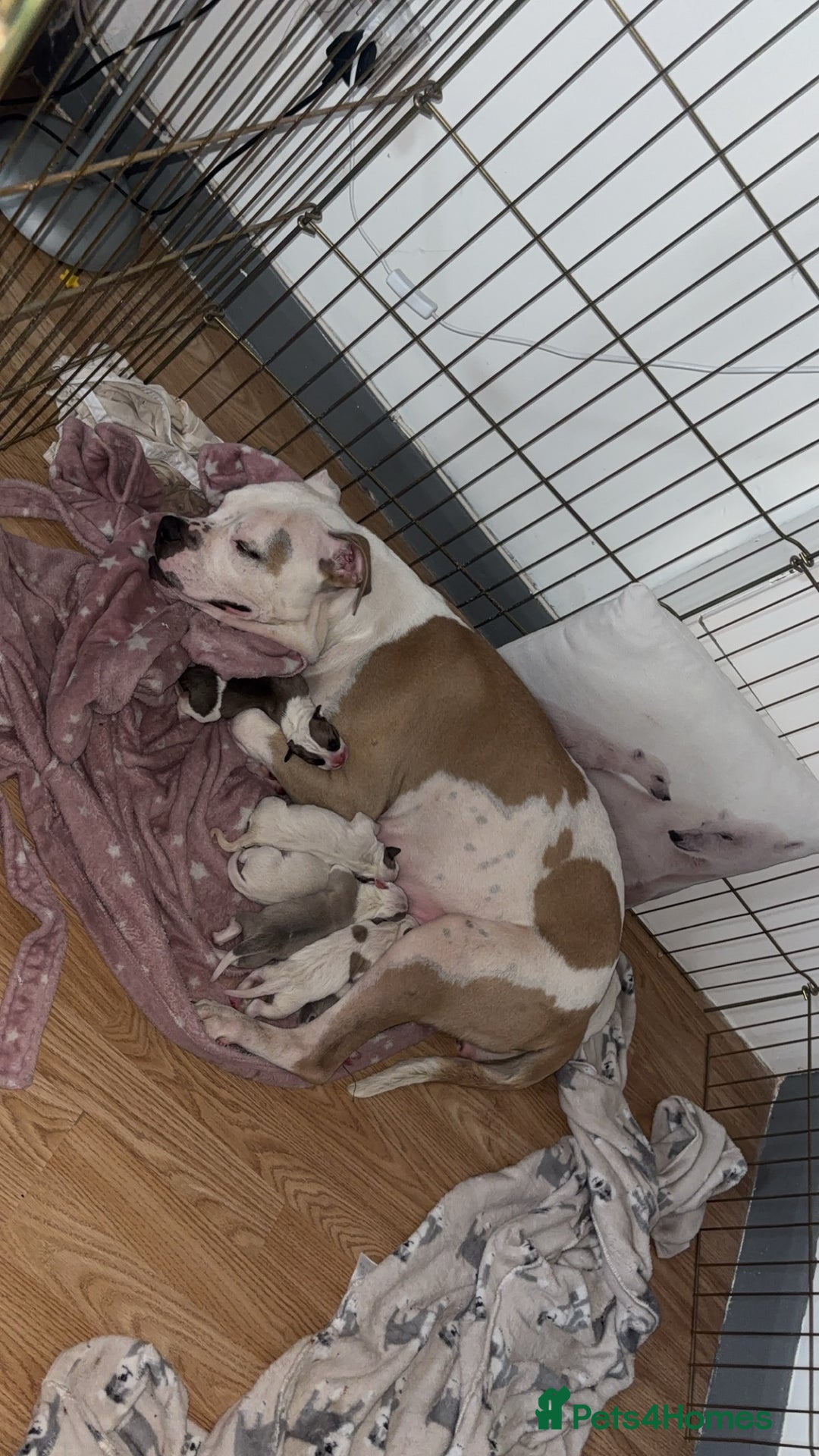 Mixed Breed dogs for sale: American bulldog cross pups - Image 6