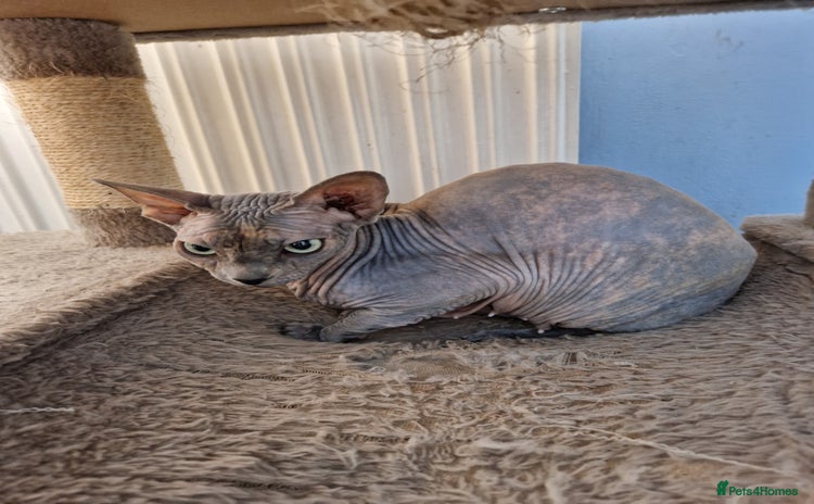 Sphynx cats - Advert 1