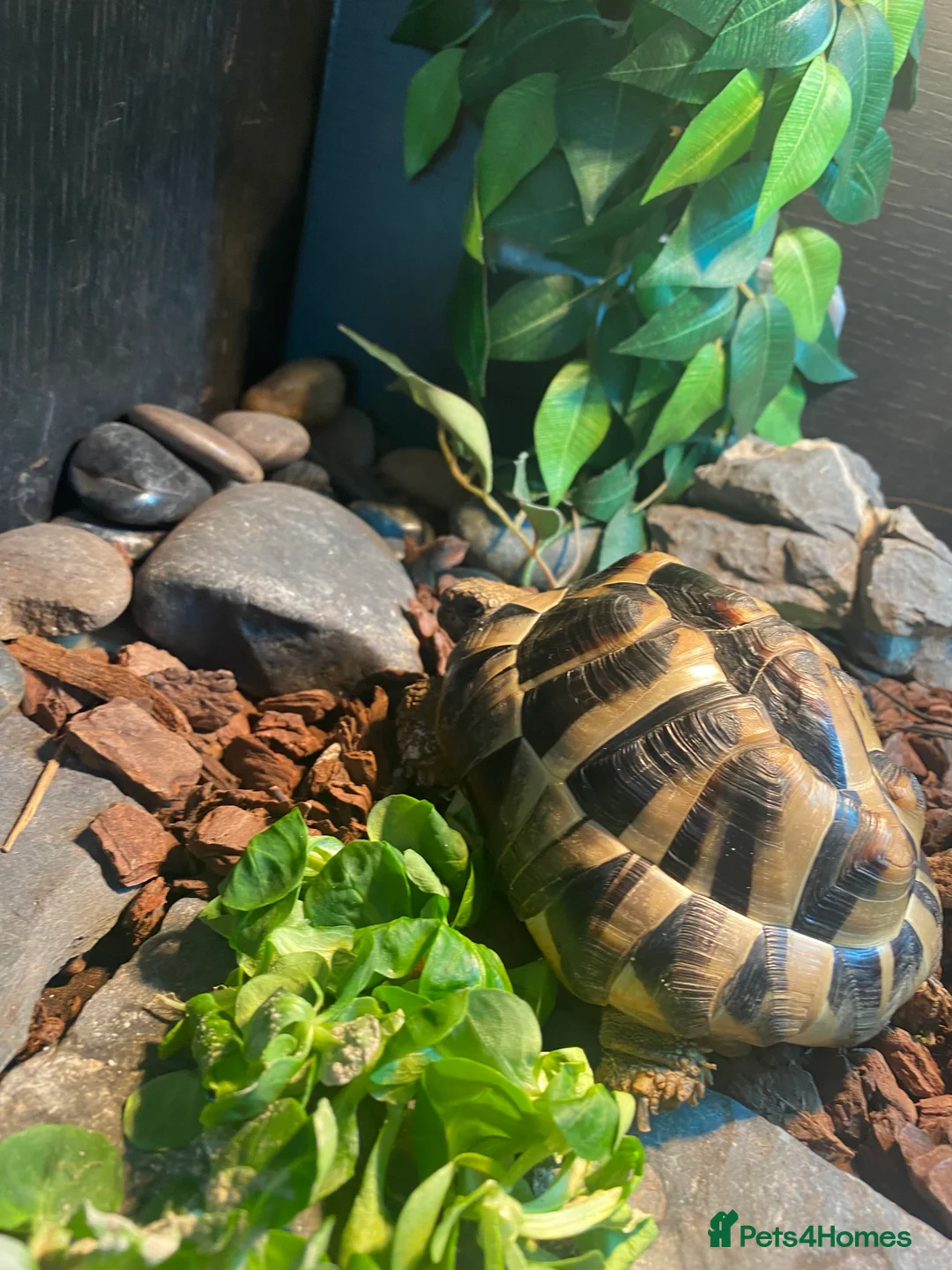 Hermann Tortoise reptiles for sale: Tortoise female - Advert 1