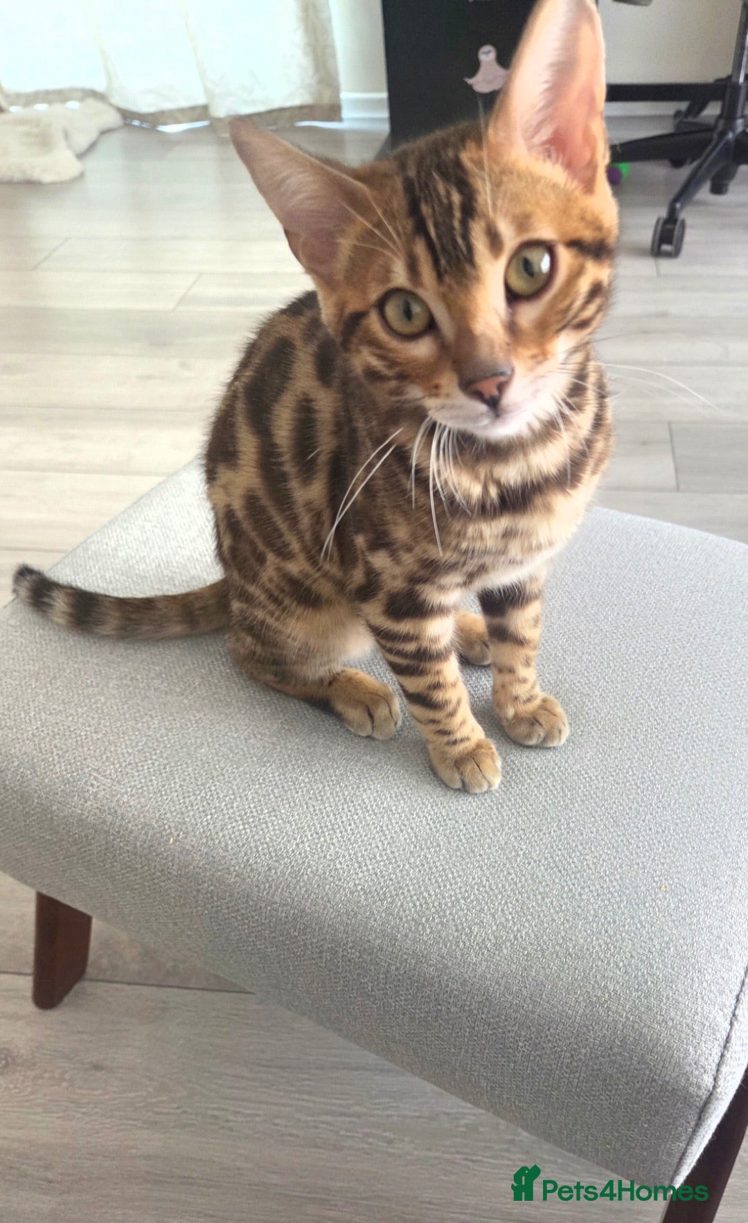 Bengal cats Stunning Bengal Kitten Seeking His Forever Home 🩵 - Advert 1