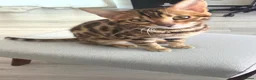 Bengal cats for sale: Stunning Bengal Kitten Seeking His Forever Home 🩵 - Advert 2