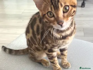 Bengal cats Stunning Bengal Kitten Seeking His Forever Home 🩵 - Advert 1