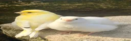 Canaries birds for sale: Canary - Advert 3