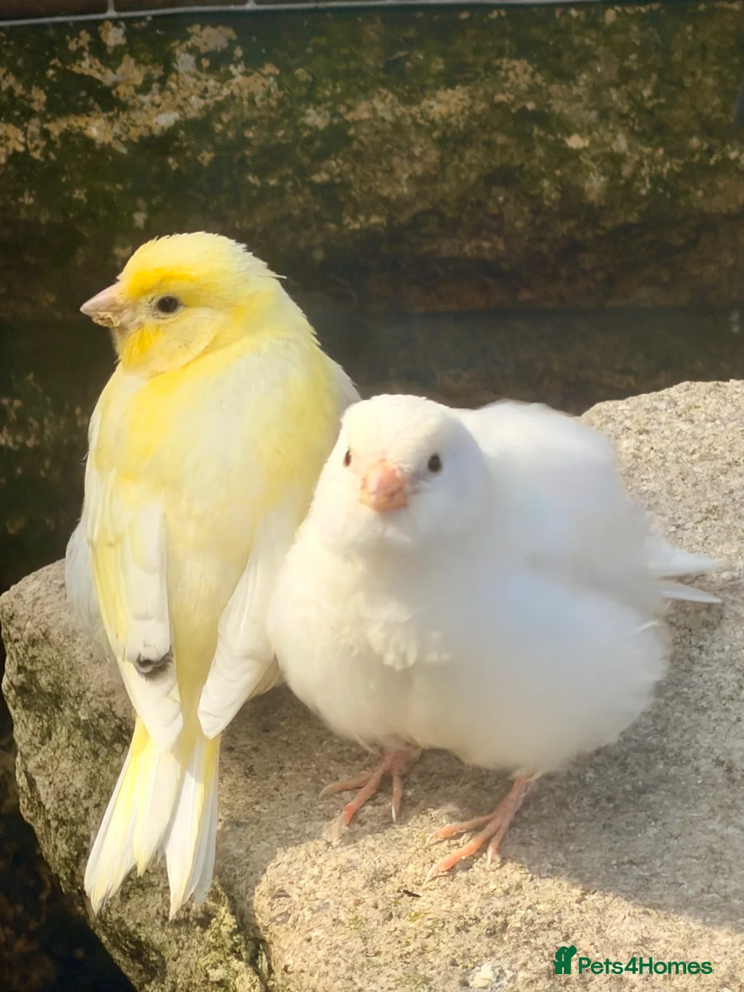 Canaries birds for sale: Canary - Advert 3