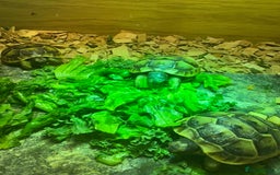 Tortoise reptiles for sale: Only 1 Babi left !! - Image 3