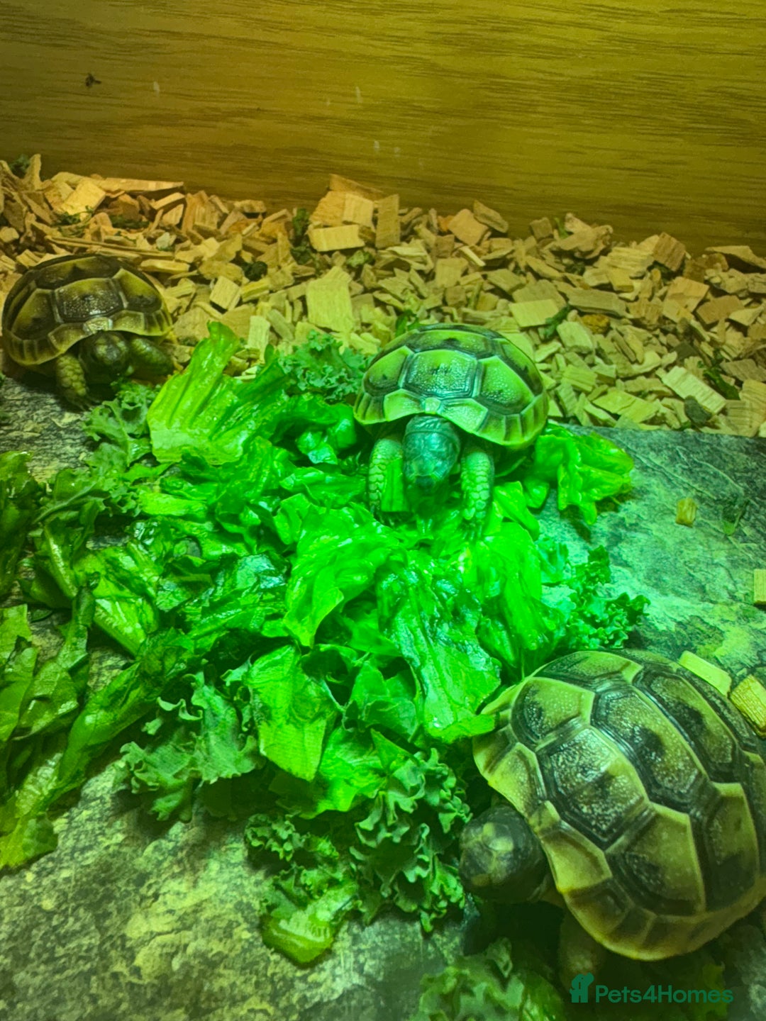 Tortoise reptiles for sale: Only 1 Babi left !! - Image 3