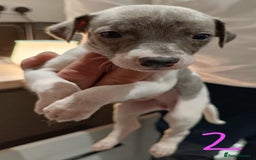 Whippet dogs for sale: Beautiful litter of Whippets - Image 7