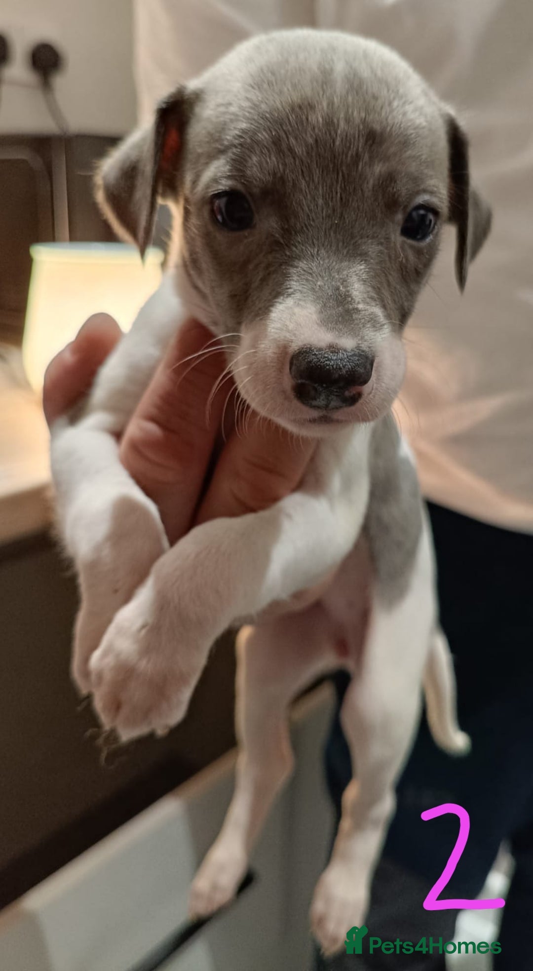 Whippet dogs for sale: Beautiful litter of Whippets - Image 7