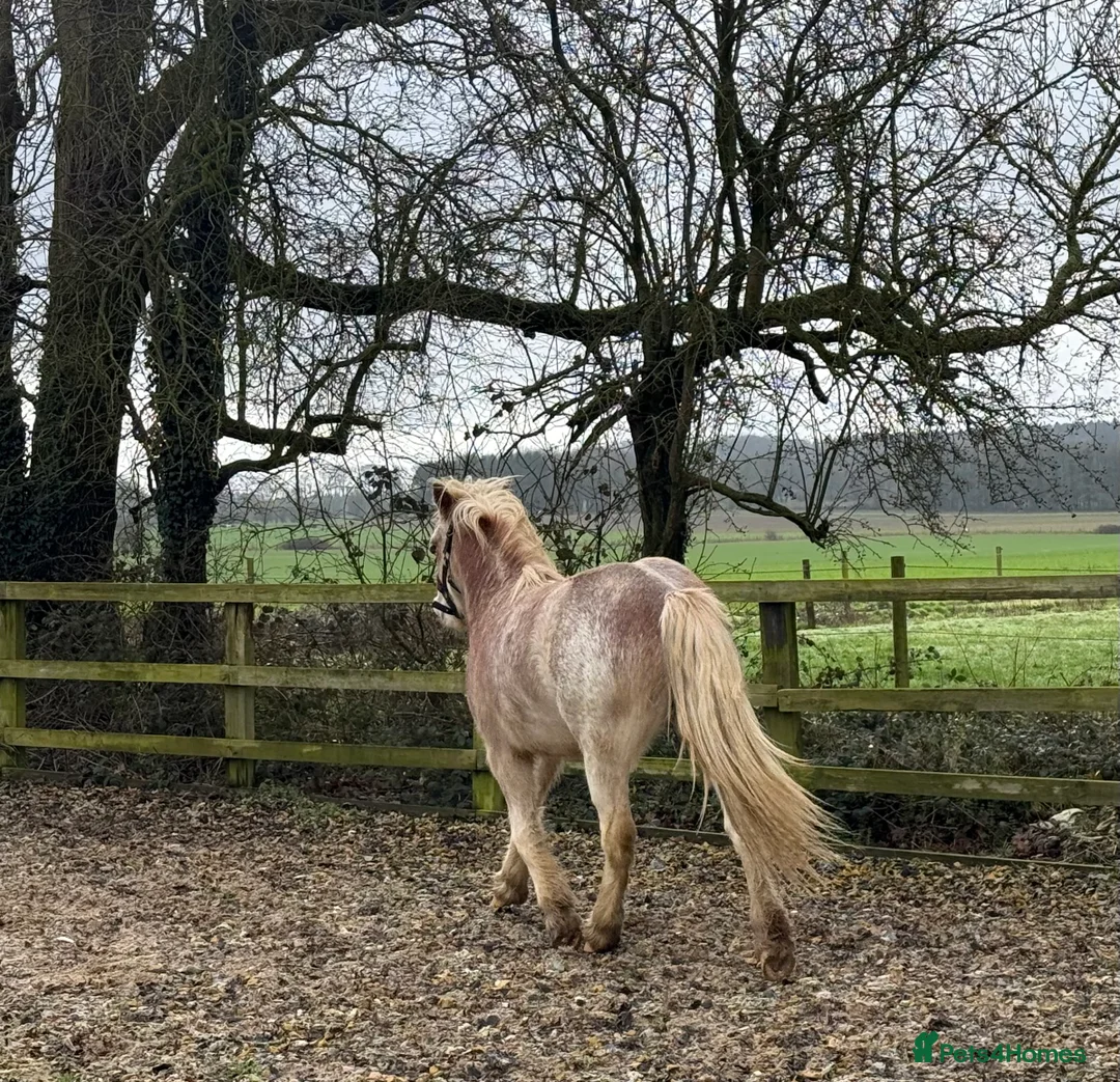 Other Breed horses for sale: Stunning 2 year old gelding roan/blagdon - Advert 2
