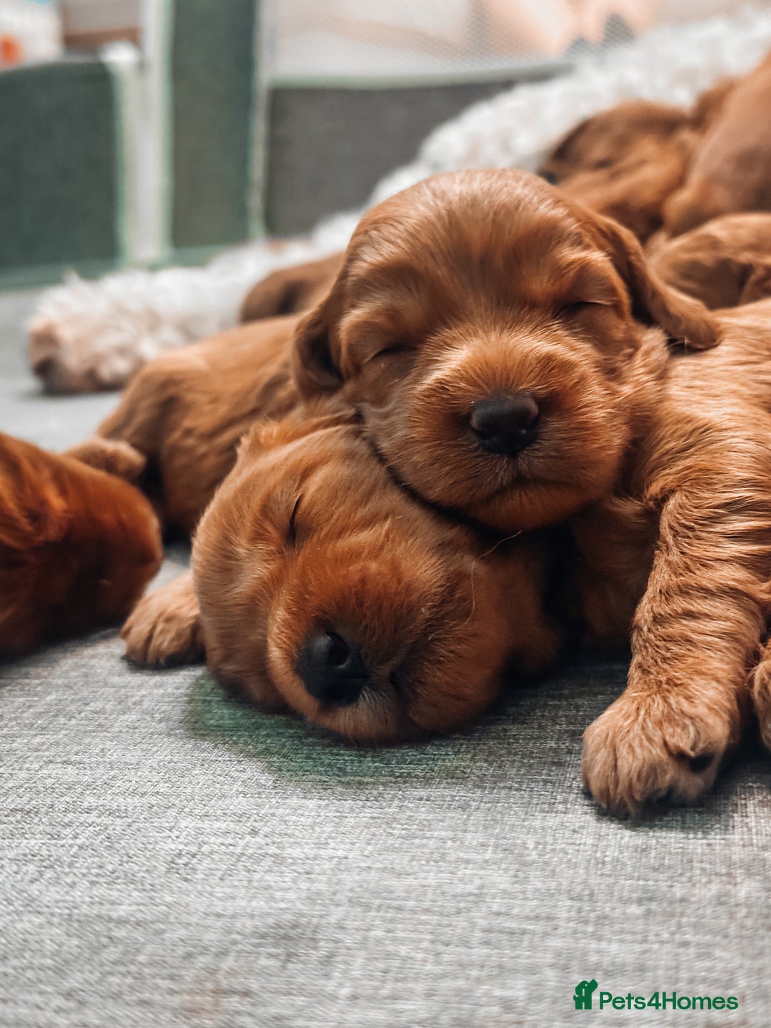 Labradoodle dogs for sale: F2B Labradoodle Puppies – Red & Apricot - Advert 12