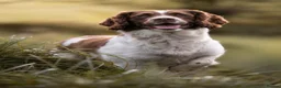 English Springer Spaniel dogs for stud: English springer Spaniel "Rolo" in Plymouth - Advert 3