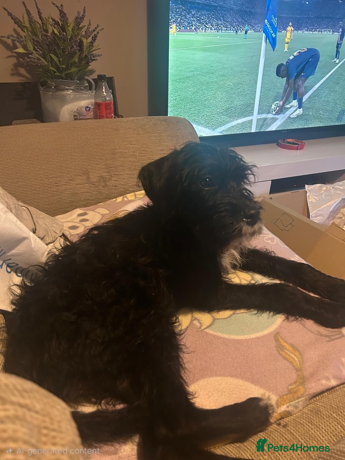 Mixed Breed dogs Beautiful Female Cockapoo  - Advert 2