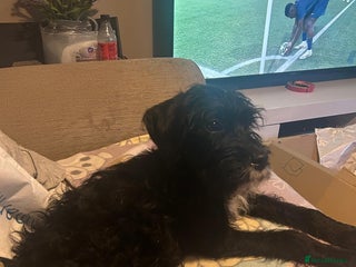 Mixed Breed dogs Beautiful Female Cockapoo - Advert 1