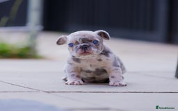 French Bulldog dogs for sale: Fluffy frenchies  - Image 10
