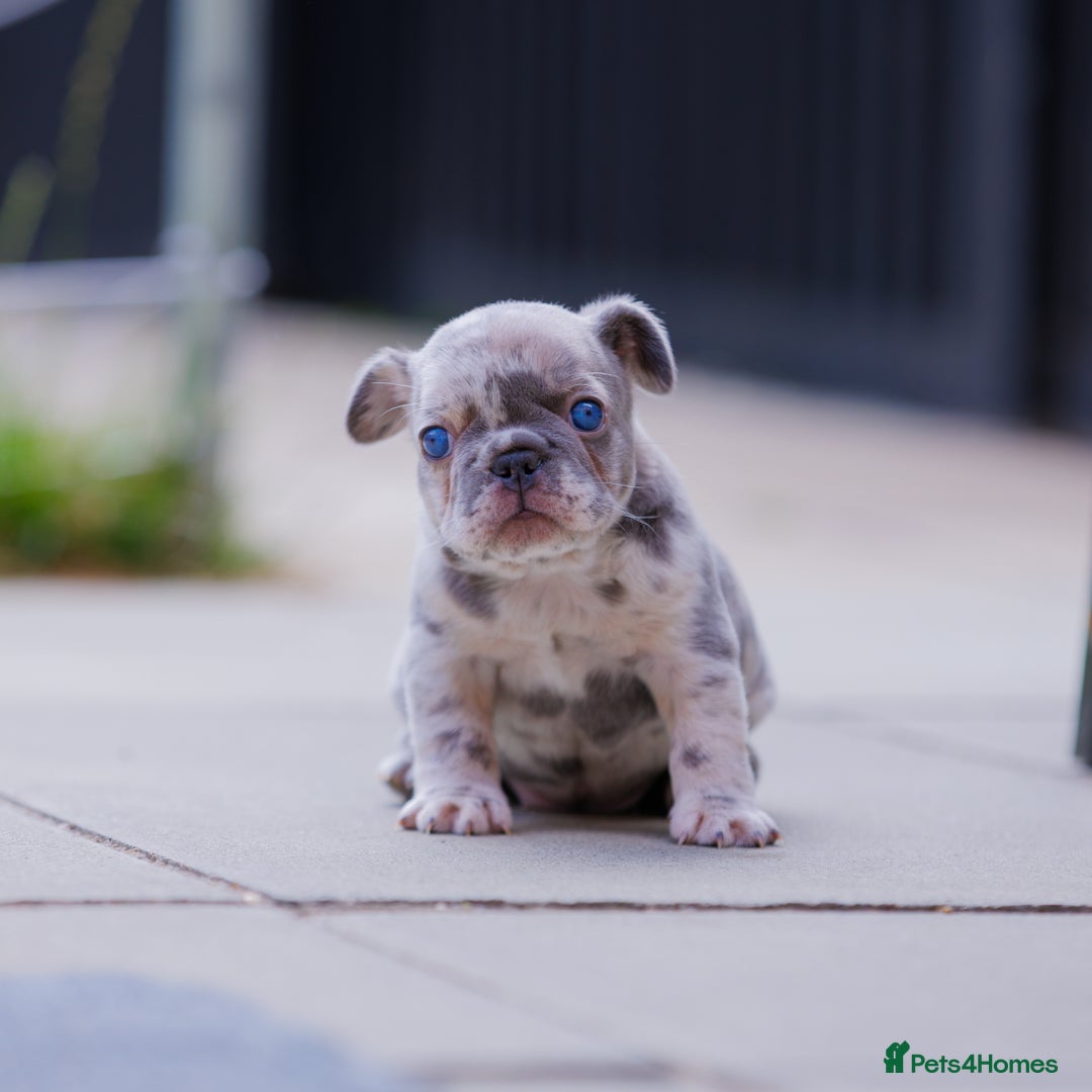 French Bulldog dogs for sale: Fluffy frenchies  - Image 10