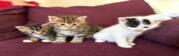 Mixed Breed cats for sale: 12 kittens available - Advert 20