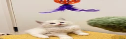 Ragdoll cats for sale: Tica registered ragdoll kittens in London - Advert 7