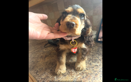 Cocker Spaniel dogs for sale: Gorgeous Tatty is seeking a fantastic family  - Image 8