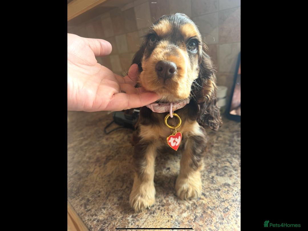 Cocker Spaniel dogs for sale: Gorgeous Tatty is seeking a fantastic family  - Image 8