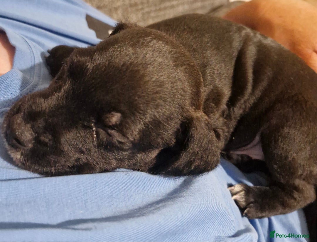Patterdale Terrier dogs for sale: Patterdale x lakeland  - Image 5