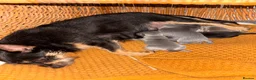 Chorkie dogs for sale: Chihuahua x yorkie - Advert 17