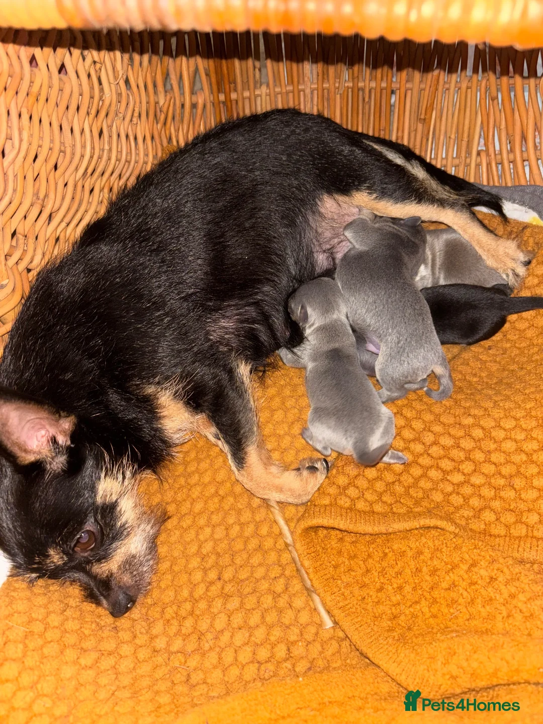 Chorkie dogs for sale: Chihuahua x yorkie - Advert 17
