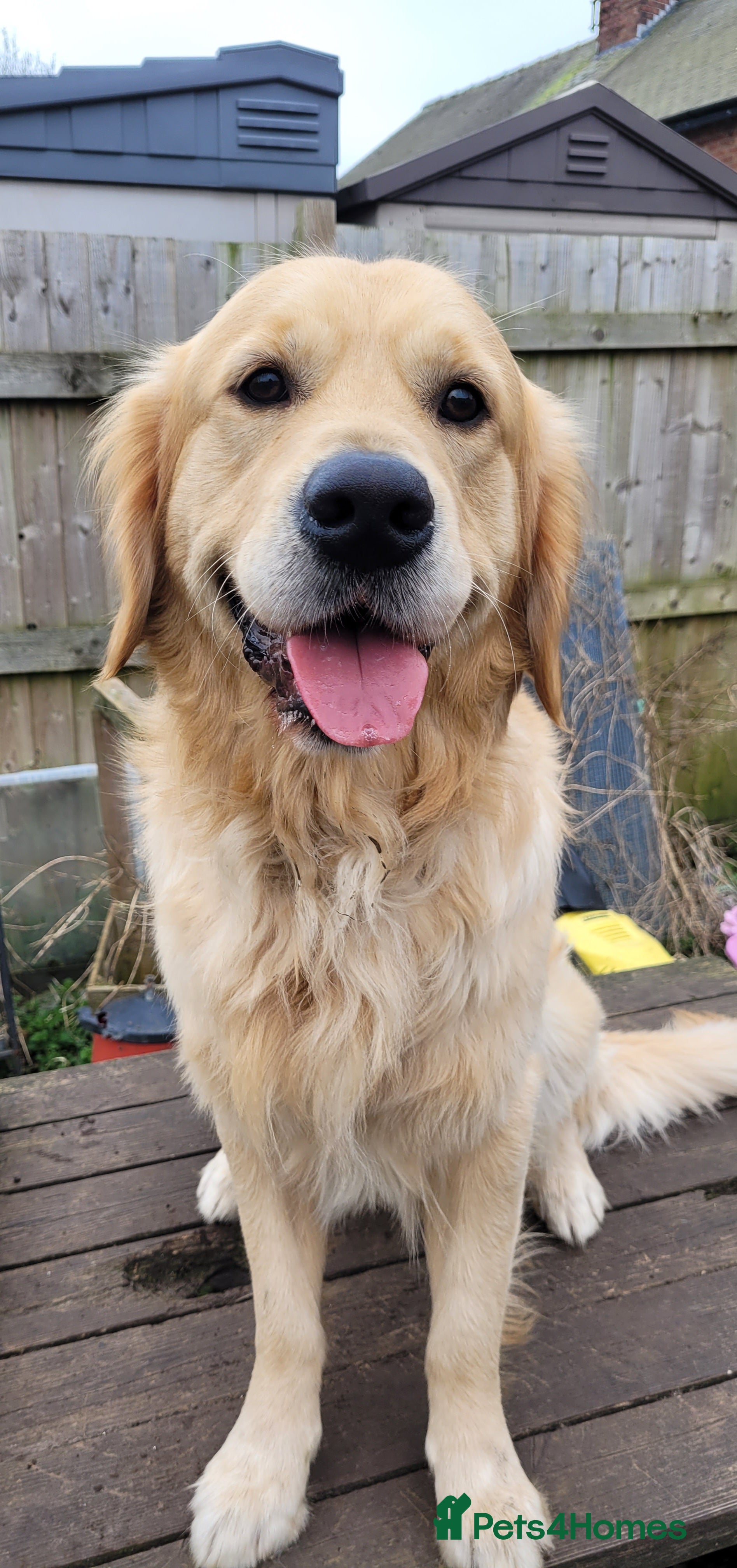 Golden Retriever dogs Gorgeous boy for stud only  - Advert 2
