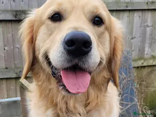 Golden Retriever dogs Gorgeous boy for stud only - Advert 2