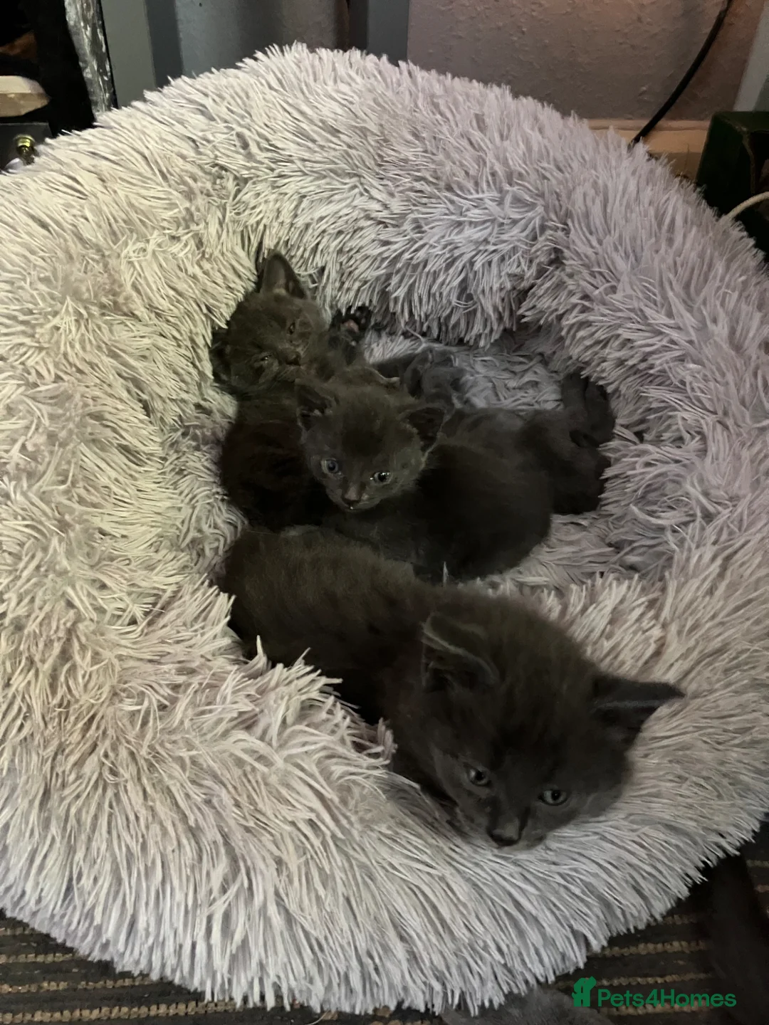 Russian Blue cats for sale: Russian blue beautiful babies - Advert 2