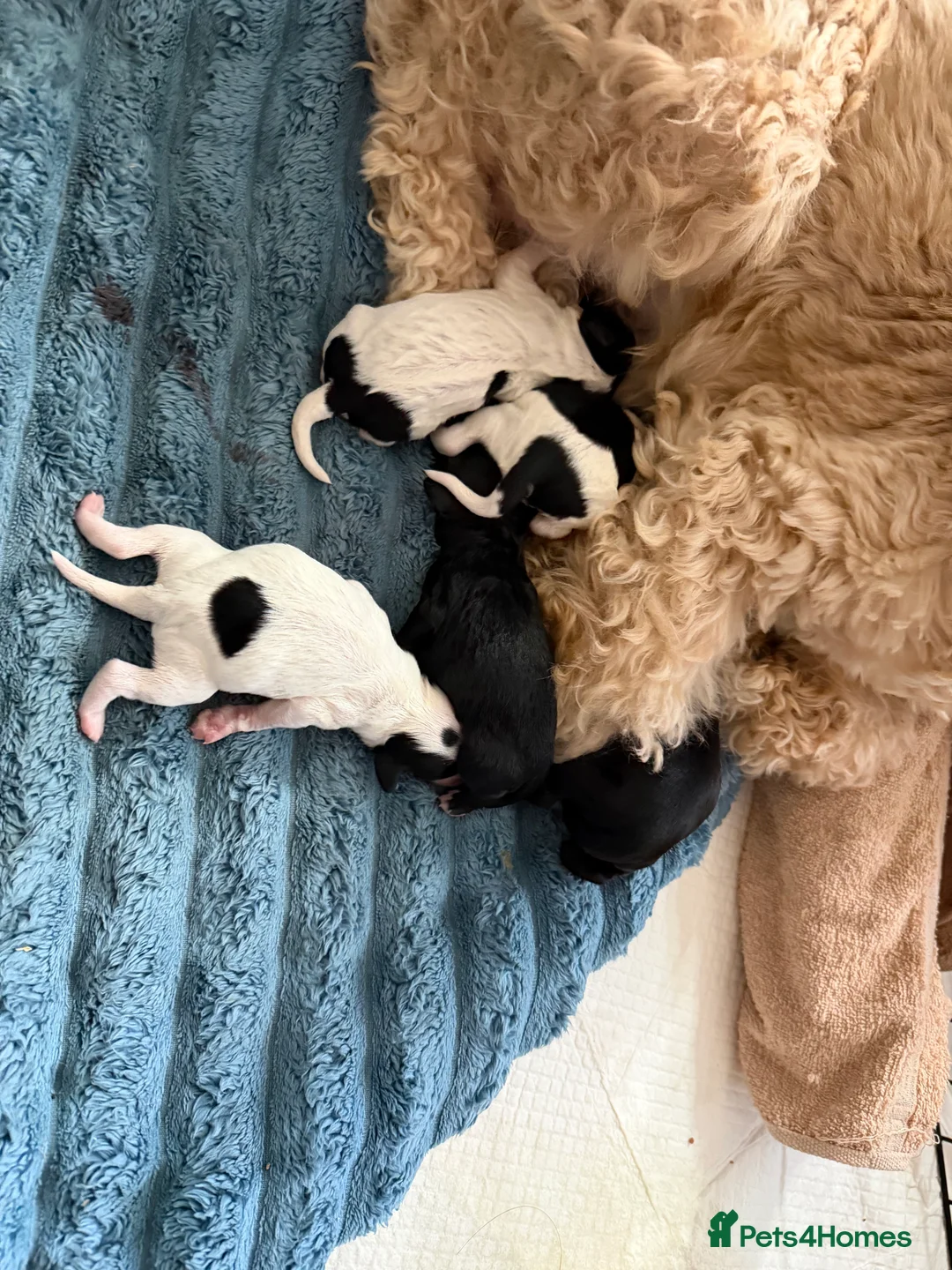 Cockapoo dogs for sale: Gorgeous cockapoo puppies in Pontypridd - Advert 4