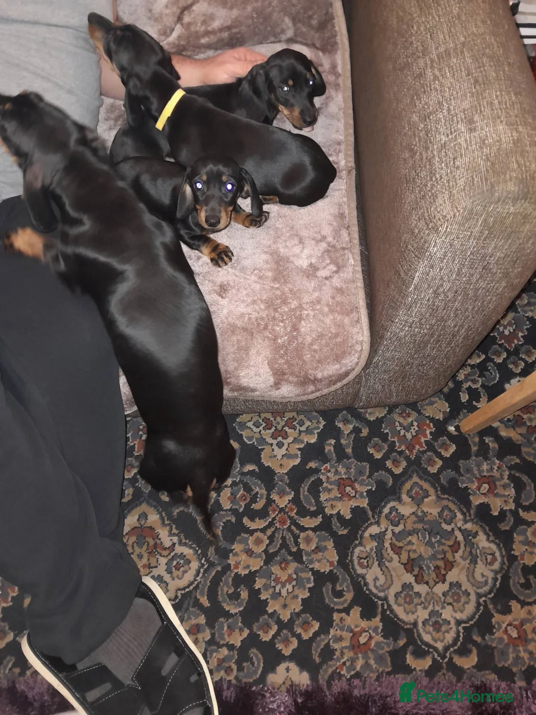 Dachshund dogs for sale: Adorable dachshund puppies - Advert 5