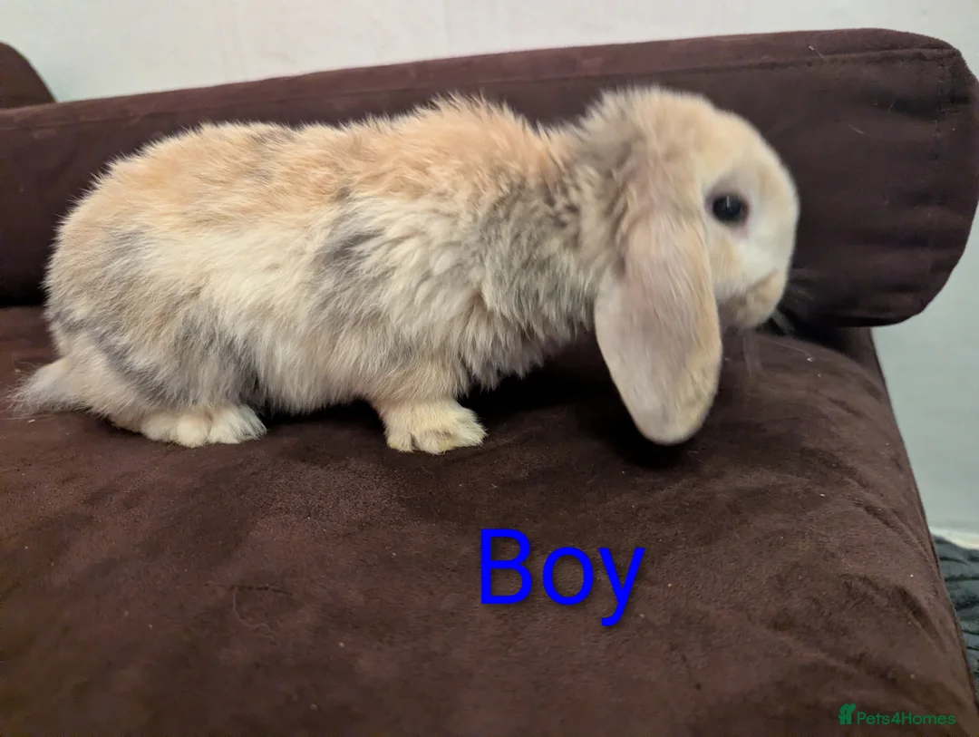 Mini Lop rabbits for sale: Mini Lop babies for sale £40 each - Advert 8