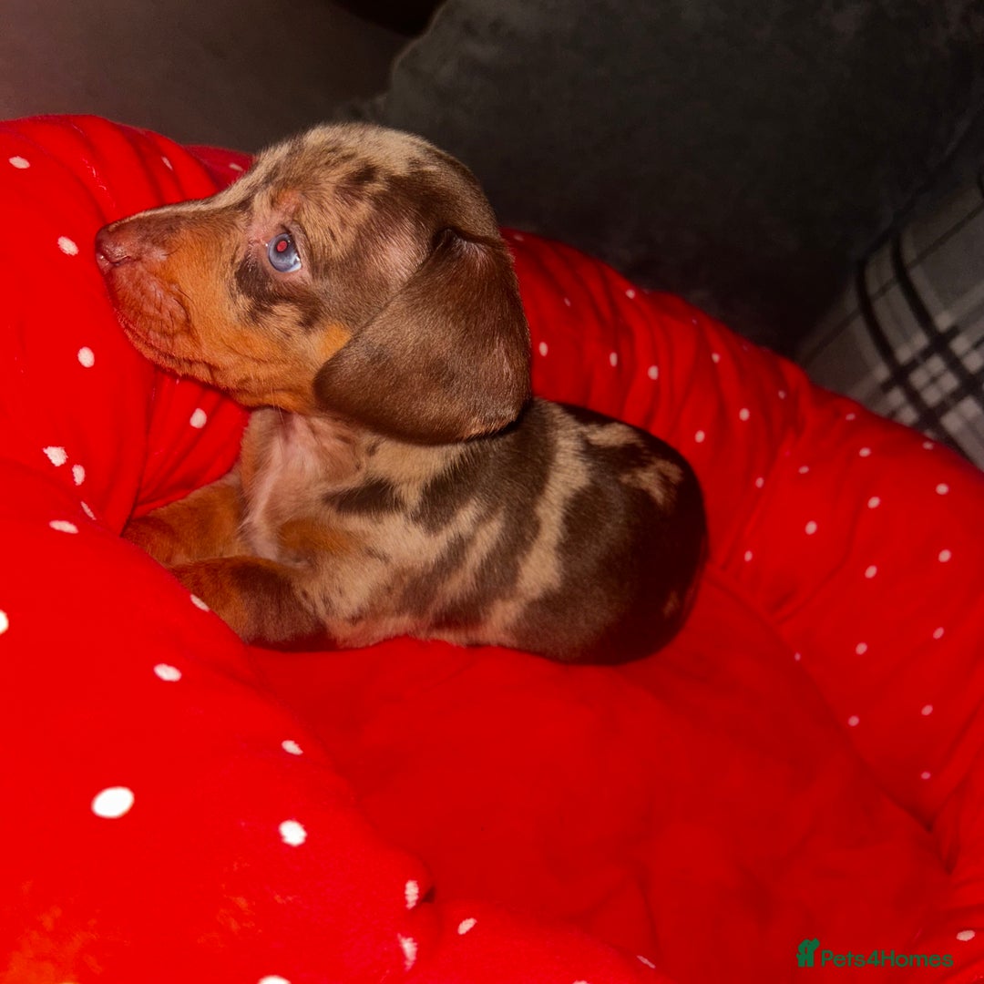 Miniature Dachshund dogs for sale: Mini dachshunds  - Image 7