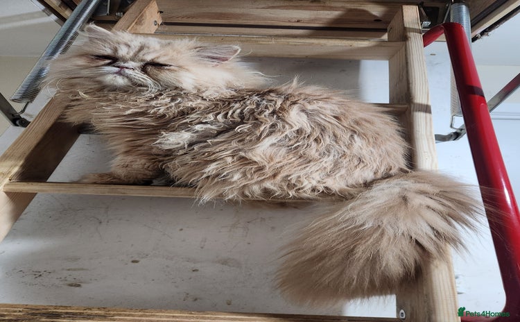 Persian cats - Advert 1