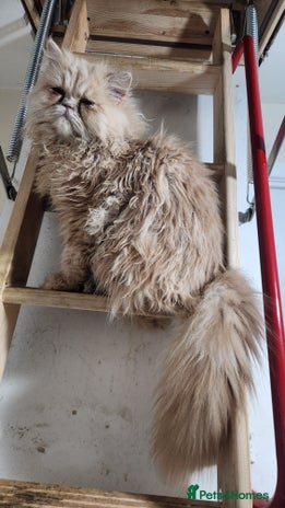 Persian cats - Advert 1