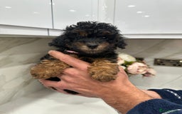 Toy Poodle dogs for sale: Beautiful Toy Poodle Puppies for Sale - Image 6