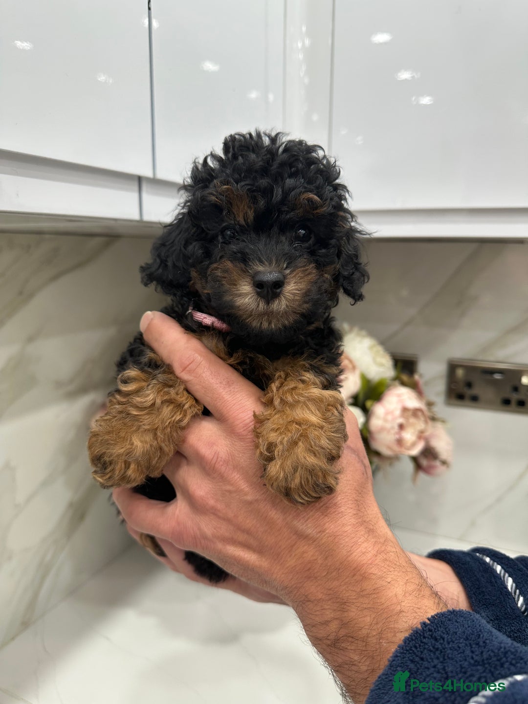 Toy Poodle dogs for sale: Beautiful Toy Poodle Puppies for Sale - Image 6