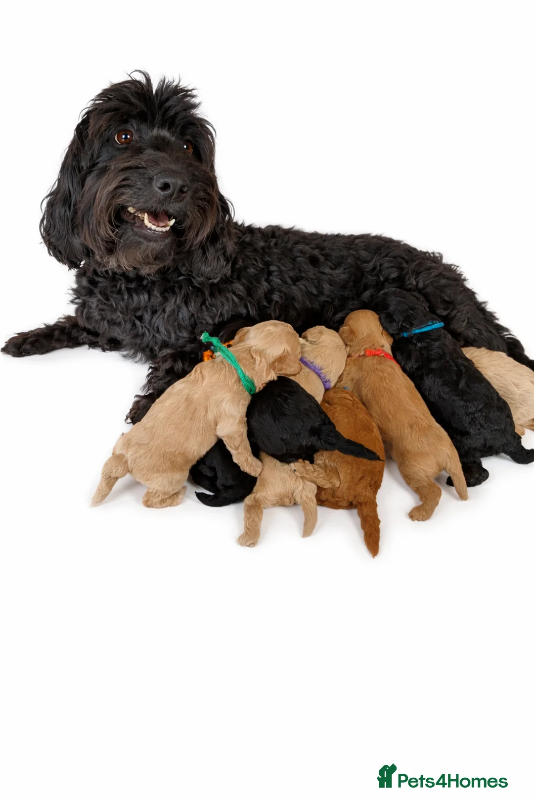 Jackapoo dogs for sale: Beautiful Jackapoo Puppies x 8 Puppies Available - Advert 1
