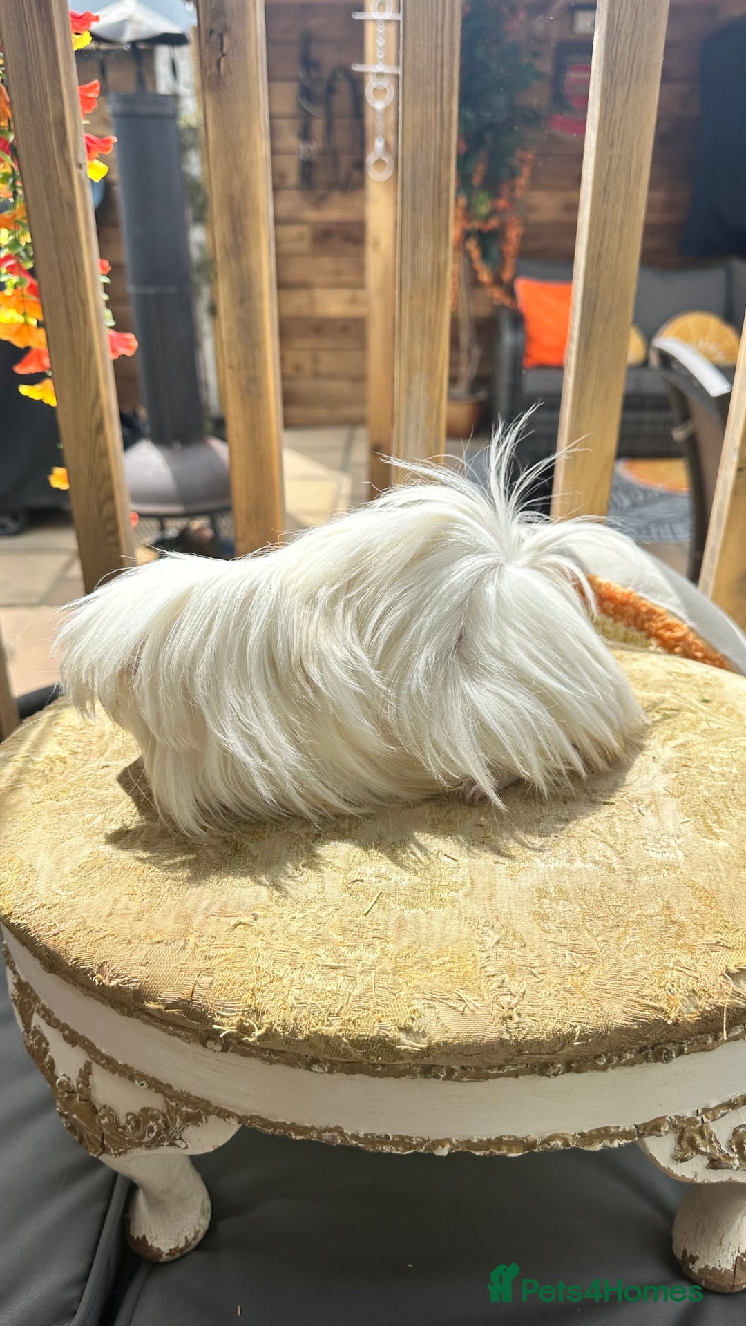 Guinea Pig rodents for sale: Swiss boar / Peruvian boar  in Wickford - Image 11